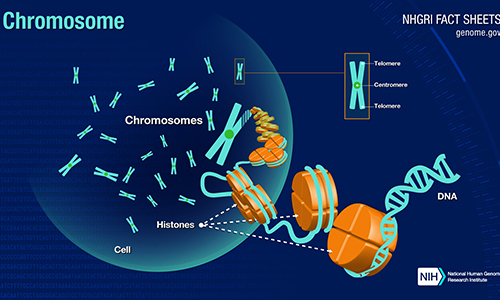 Struktur der Chromosomen