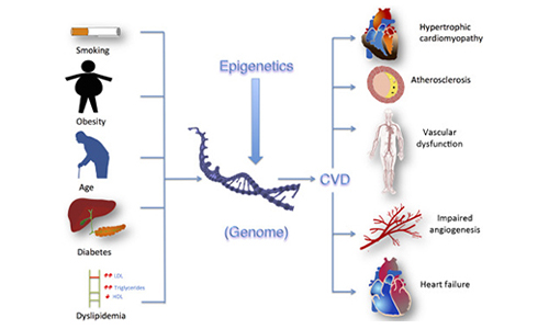 Epigenetik