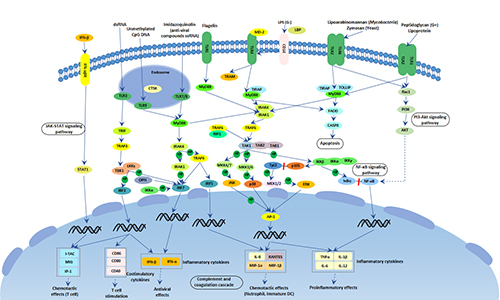 Toll-Like Receptor Signaling Pathways | Aladdin Scientific