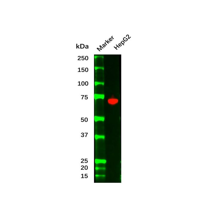Recombinant alpha 1 Fetoprotein Antibody - by Aladdin Scientific