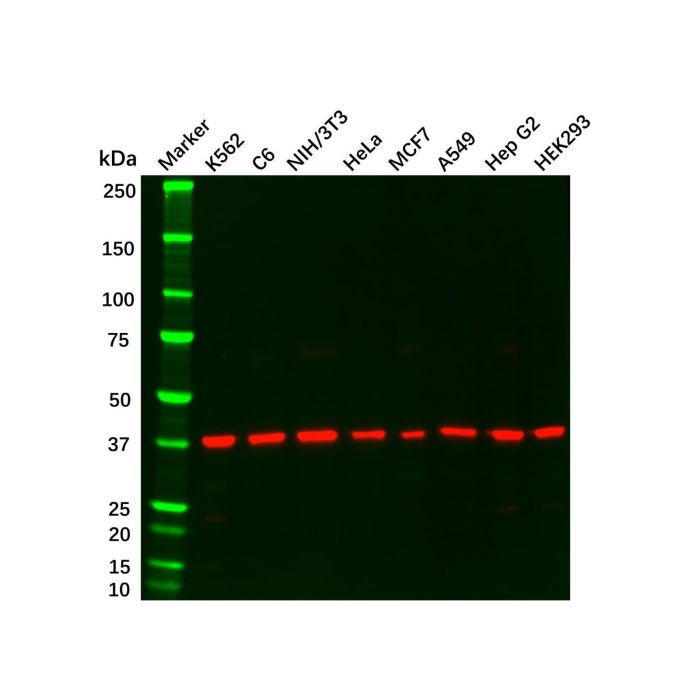 Recombinant ERK2 Antibody -    by Aladdin Scientific