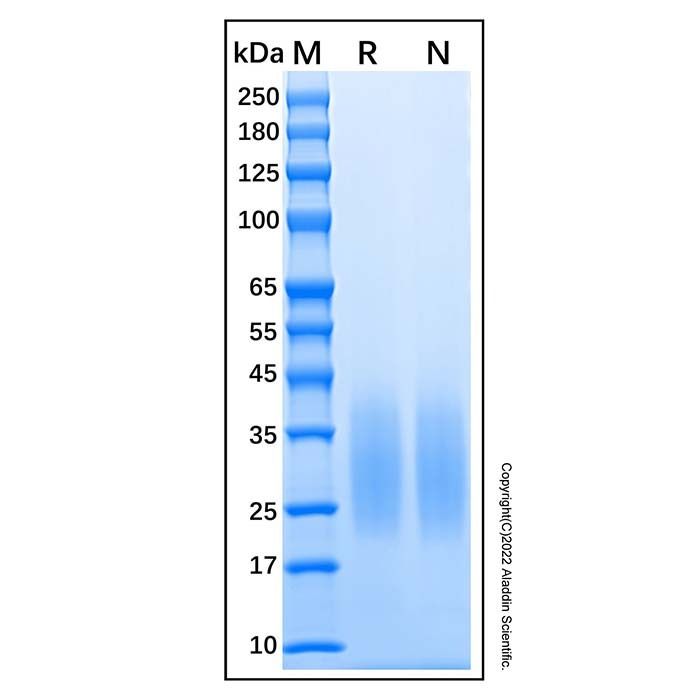 Recombinant Human BMPR2 protein -    by Aladdin Scientific