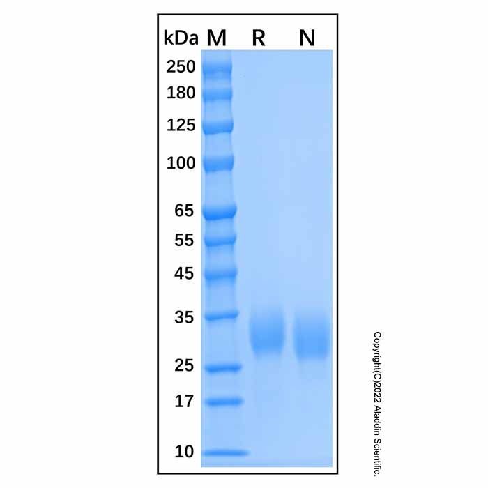 Recombinant Human Fc gamma RIIA/CD32a Protein -    by Aladdin Scientific