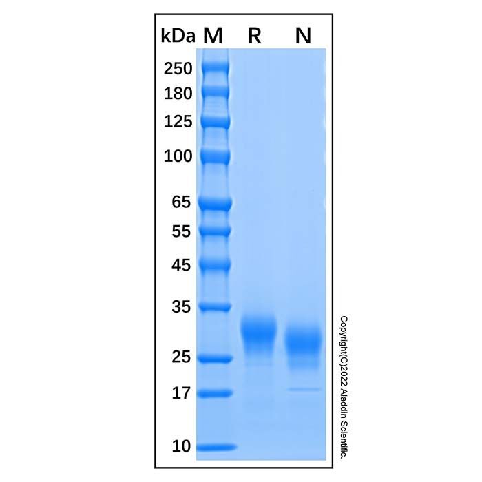 Recombinant Human Fc gamma RIIB/CD32b Protein -    by Aladdin Scientific