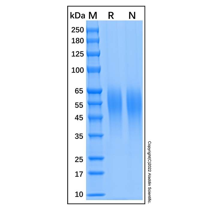 Recombinant Human CEACAM-6/CD66c Protein -    by Aladdin Scientific