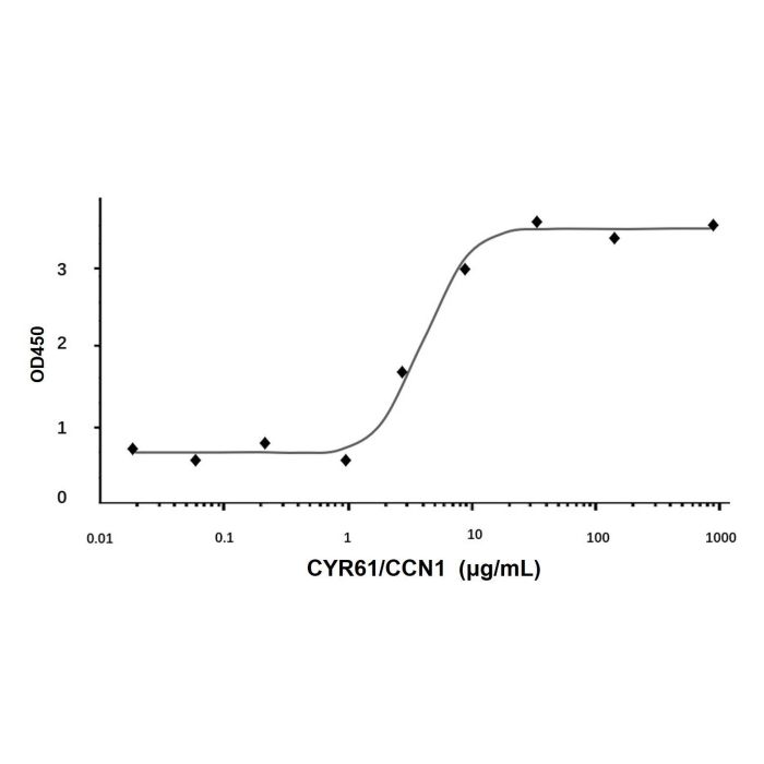 Recombinant Human CYR61/CCN1 Protein -    by Aladdin Scientific