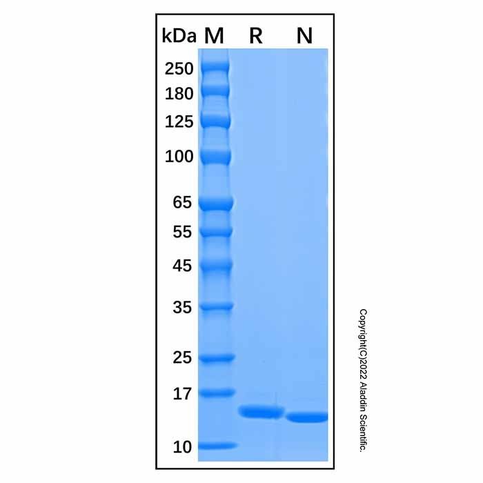 Recombinant Human Cystatin SN Protein -    by Aladdin Scientific
