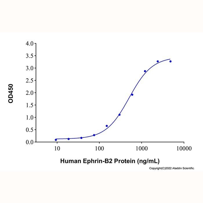 Recombinant Human Ephrin-B2 Protein -    by Aladdin Scientific