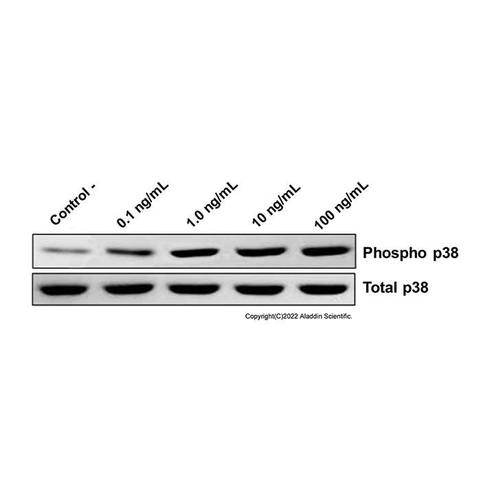 Recombinant Human Irisin Protein -    by Aladdin Scientific