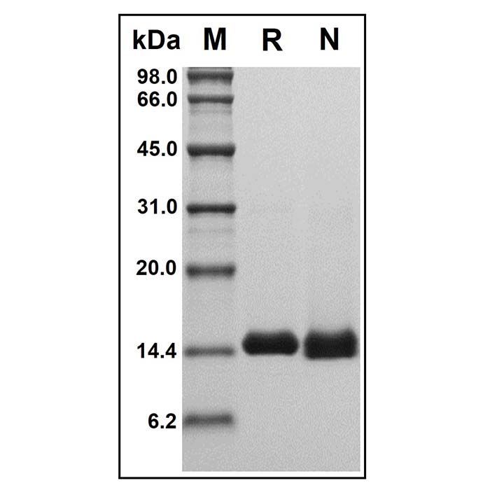 Recombinant Human Galectin-1 Protein -    by Aladdin Scientific