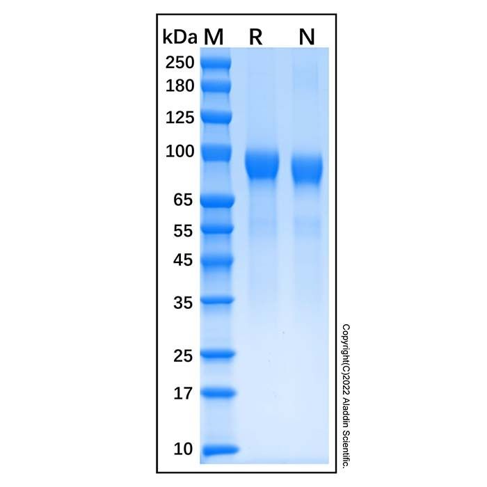 Recombinant Human G-CSFR/CD114 Protein -    by Aladdin Scientific