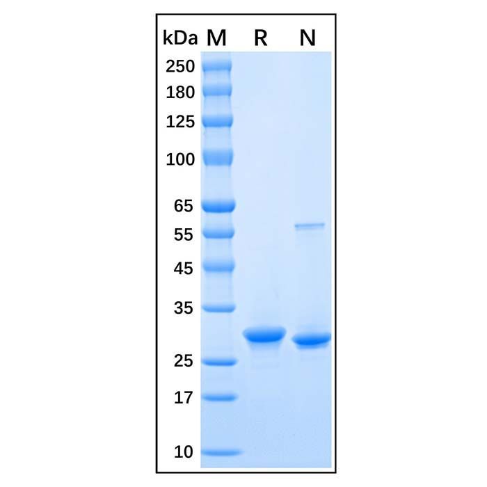 Recombinant Human HMGB1 Protein -    by Aladdin Scientific
