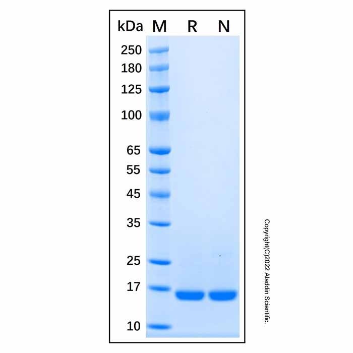 Recombinant Human IL-36 alpha/IL-1F6 Protein -    by Aladdin Scientific