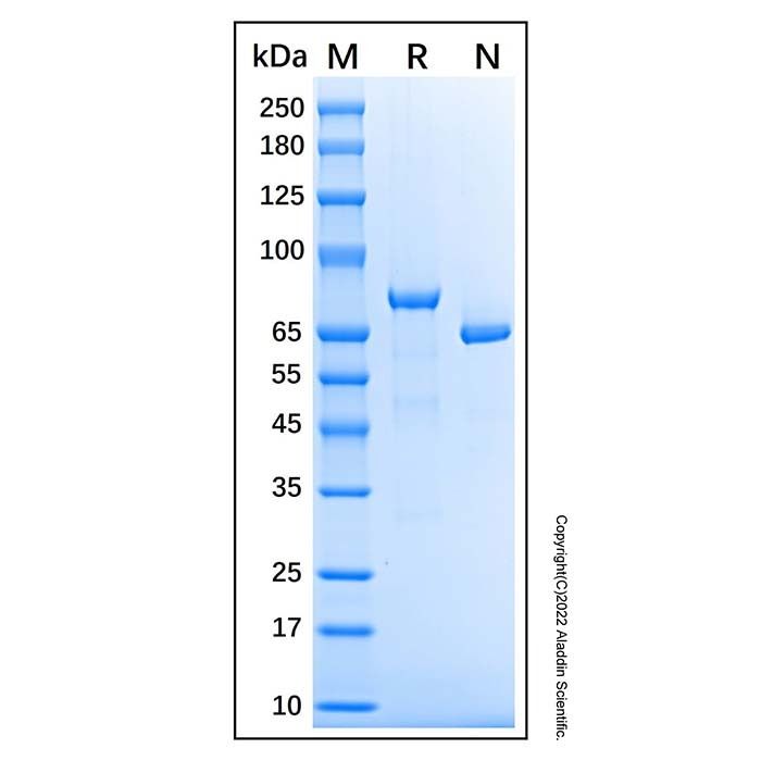 Recombinant Human Lactoferrin Protein -   CAS No(146897-68-9) by Aladdin Scientific