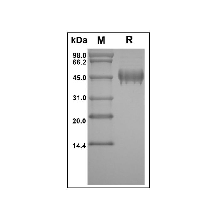 Recombinant Human Serpin F1/PEDF Protein -    by Aladdin Scientific