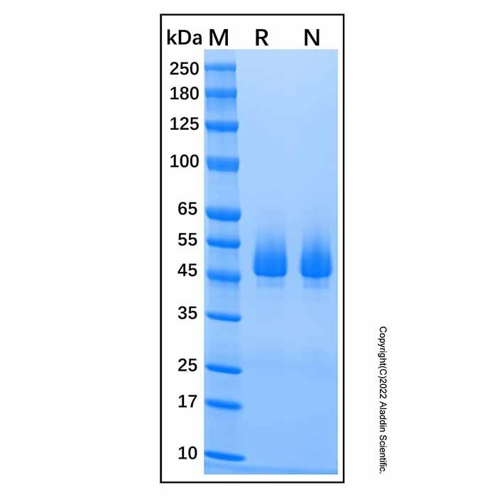 Recombinant Human Serpin F1/PEDF Protein -    by Aladdin Scientific