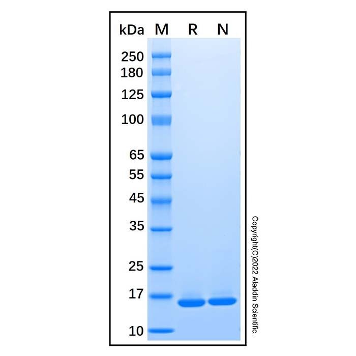 Recombinant Human SF20/MYDGF Protein -    by Aladdin Scientific