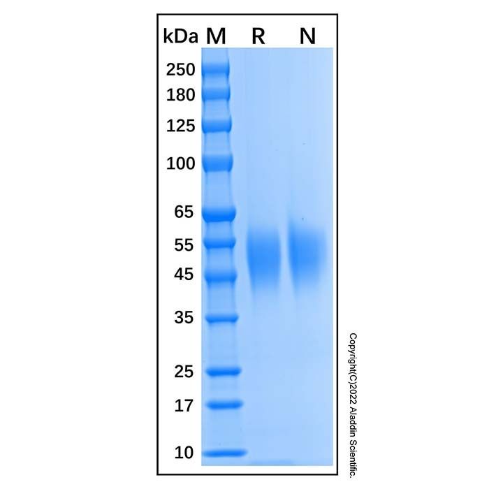 Recombinant Human SLAM/CD150 Protein -    by Aladdin Scientific