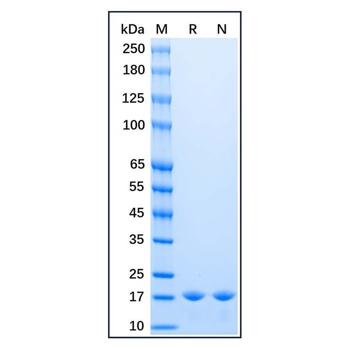 Recombinant Baker's yeast Sumo Protein -    by Aladdin Scientific