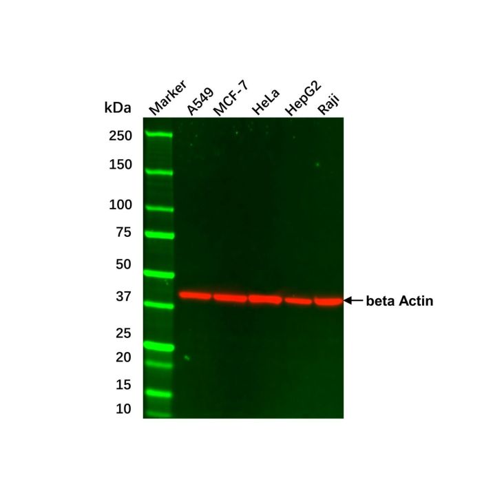 Raji Whole Cell Lysate -    by Aladdin Scientific