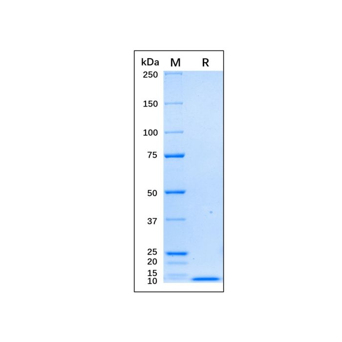 Recombinant Human EGF Protein - Recombinant protein  CAS No(62253-63-8) by Aladdin Scientific