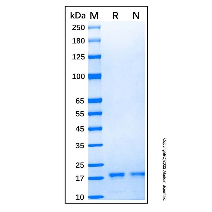 Recombinant Human FLT-3 Ligand Protein -    by Aladdin Scientific