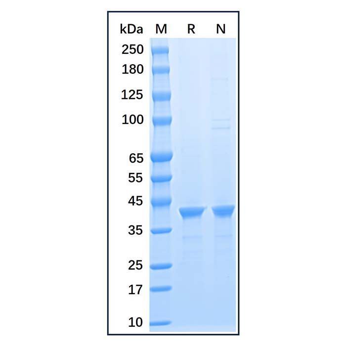 Recombinant Human GAPDH Protein -    by Aladdin Scientific