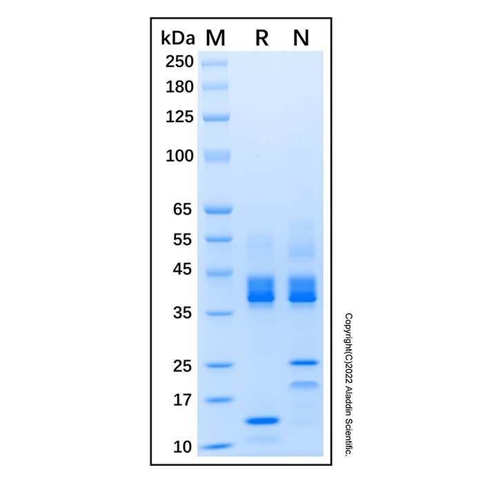Recombinant Human Activin A Protein -    by Aladdin Scientific