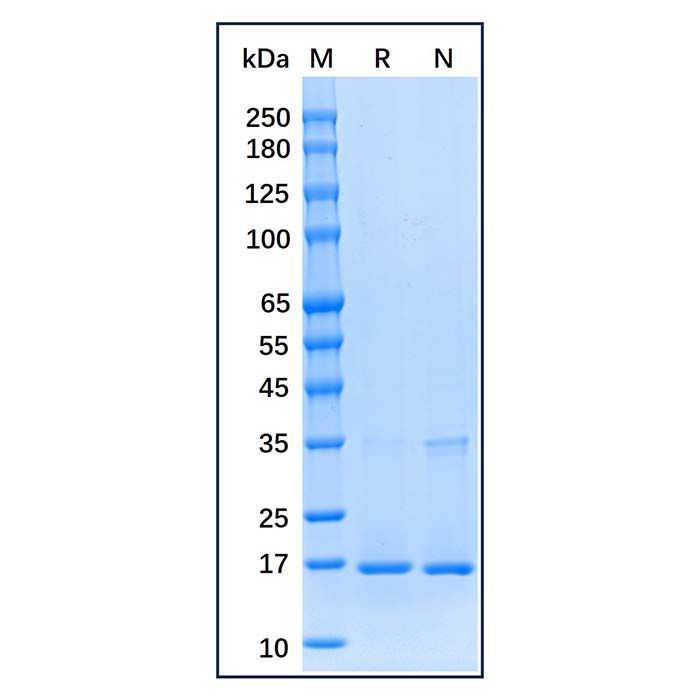 Recombinant Human Histone H3 Protein - by Aladdin Scientific