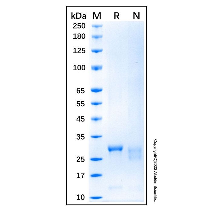 Recombinant Human Caspase-3 Protein -    by Aladdin Scientific