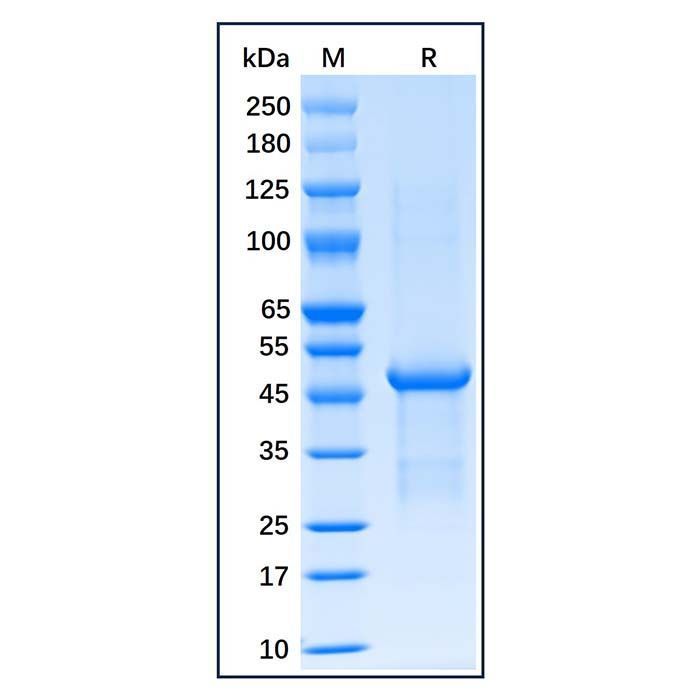 Recombinant Human FOXP3 Protein -    by Aladdin Scientific
