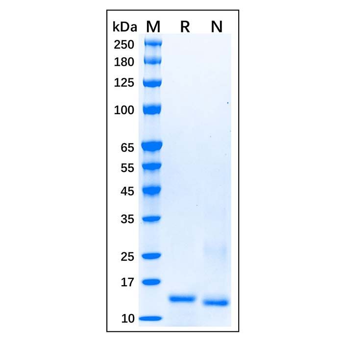Recombinant Human Smad3 Protein -    by Aladdin Scientific
