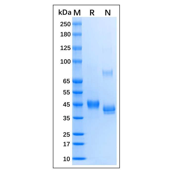 Recombinant Human Nanog Protein -    by Aladdin Scientific