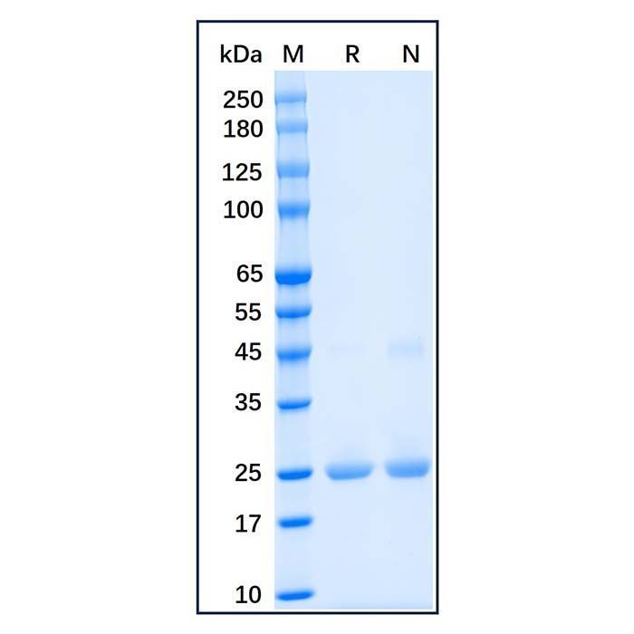 Recombinant Human SOD2/MnSOD Protein -    by Aladdin Scientific
