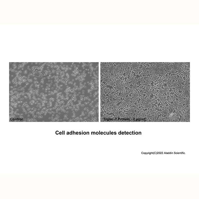 Recombinant Human Siglec-7/CD328 Protein -    by Aladdin Scientific