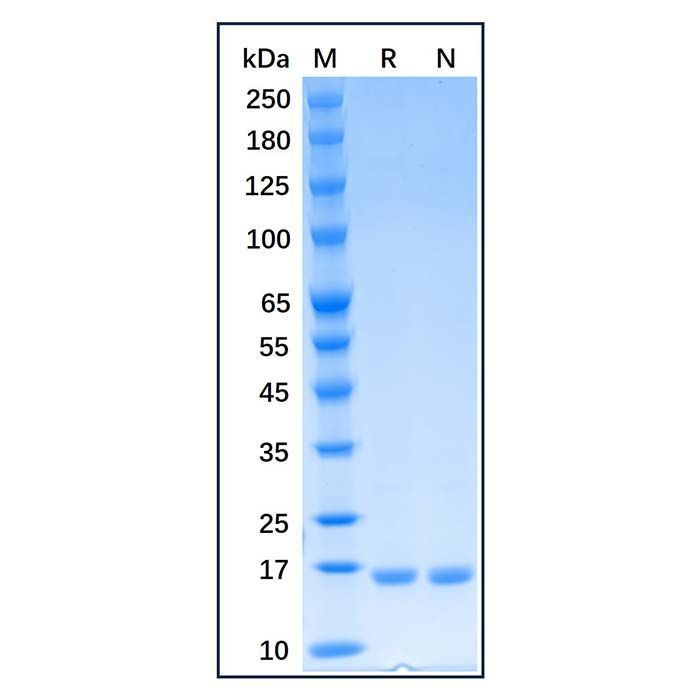 Recombinant Human CD40 Ligand/TNFSF5 Protein -    by Aladdin Scientific
