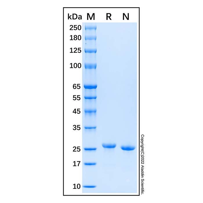Recombinant Human FGF-21 Protein -    by Aladdin Scientific