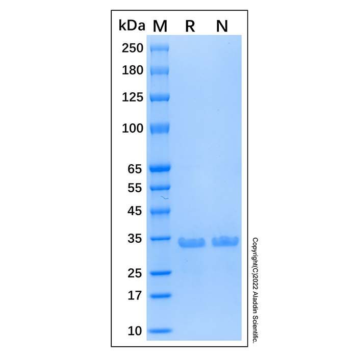 Recombinant Human NeuN Protein -    by Aladdin Scientific