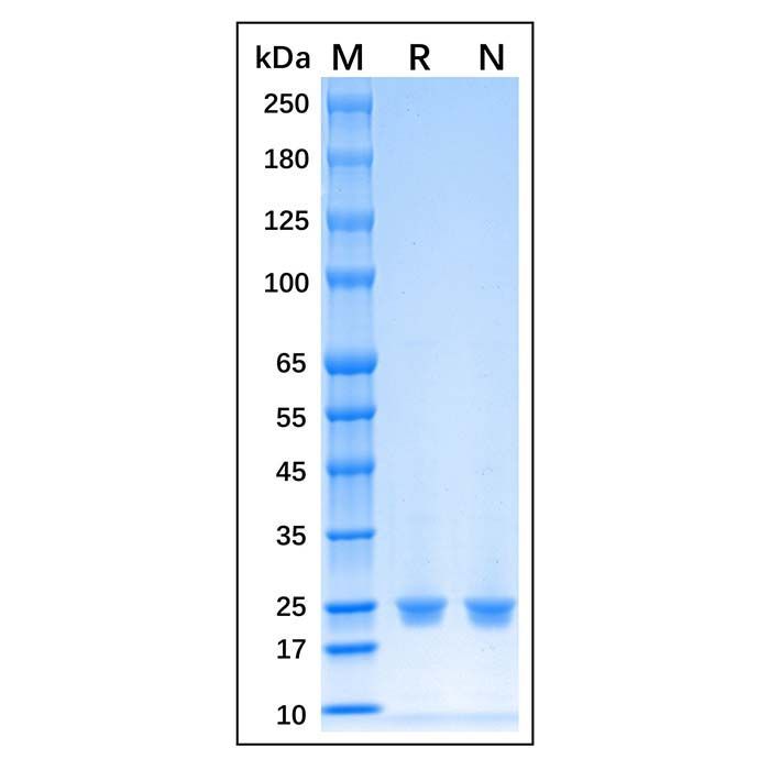 Recombinant Human HRV 3C Protein -    by Aladdin Scientific