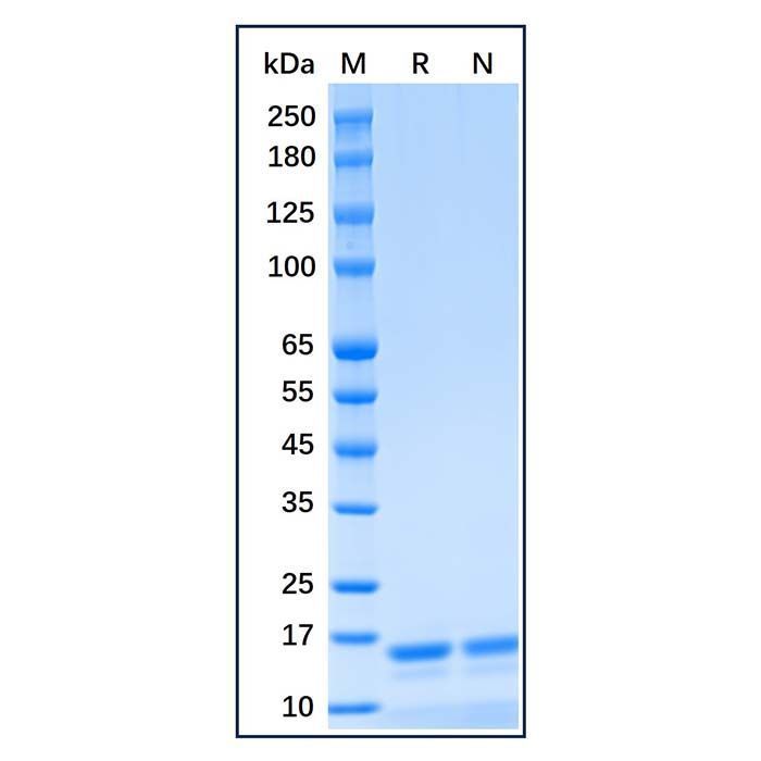 Recombinant Human UbcH5a/UBE2D1 Protein -    by Aladdin Scientific