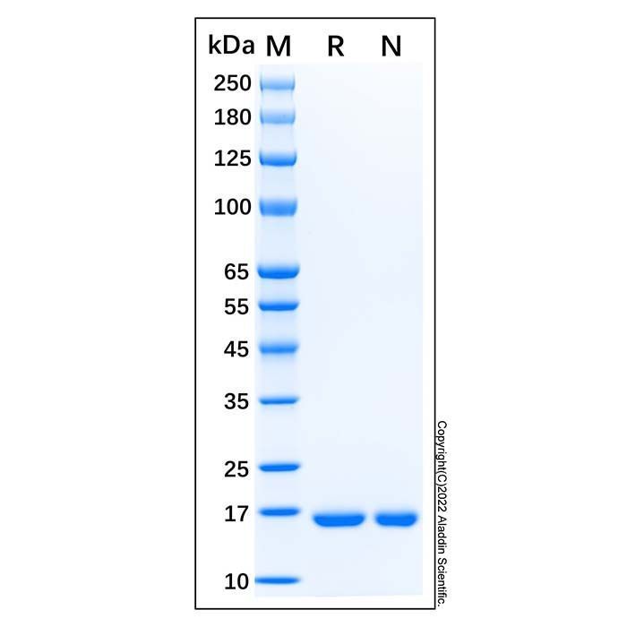 Recombinant Human IL-1ra/IL-1F3 Protein -    by Aladdin Scientific