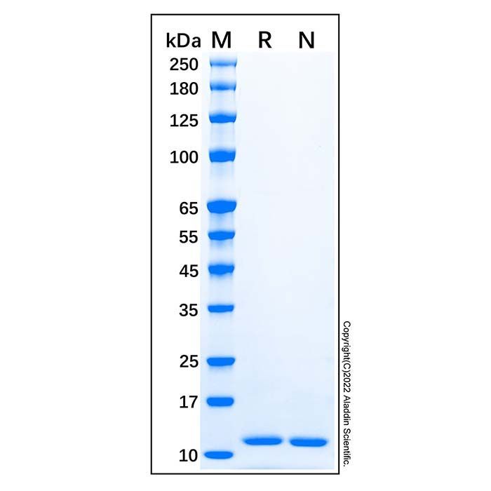 Recombinant Human CCL11/Eotaxin Protein -    by Aladdin Scientific