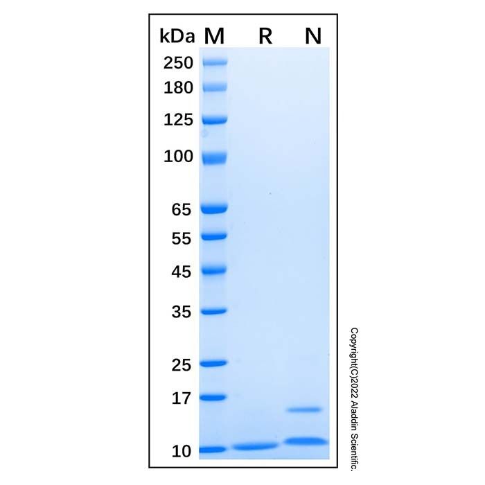 Recombinant Human CXCL1/GRO alpha Protein -    by Aladdin Scientific