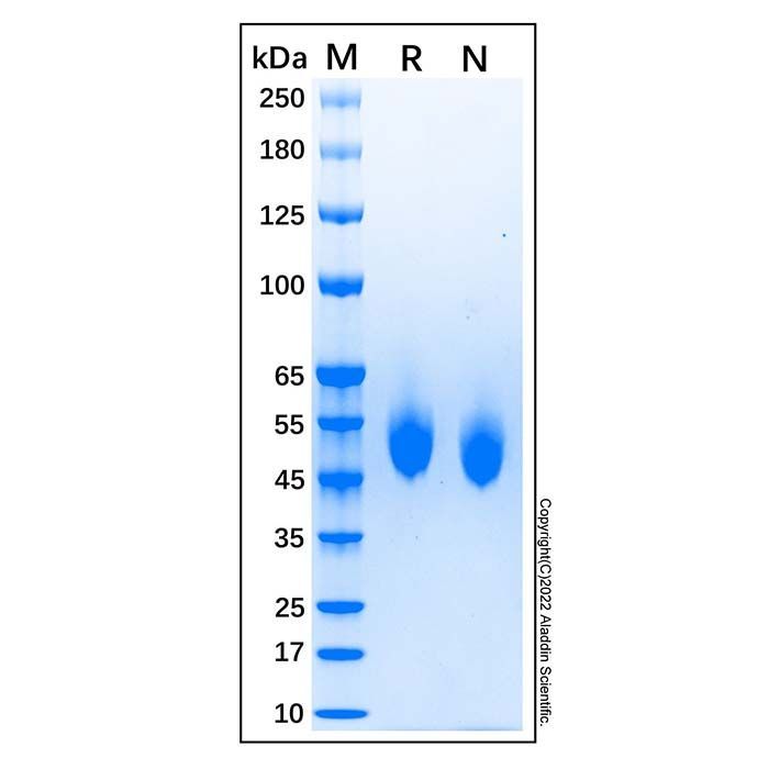 Recombinant Canine CD4 Protein -    by Aladdin Scientific