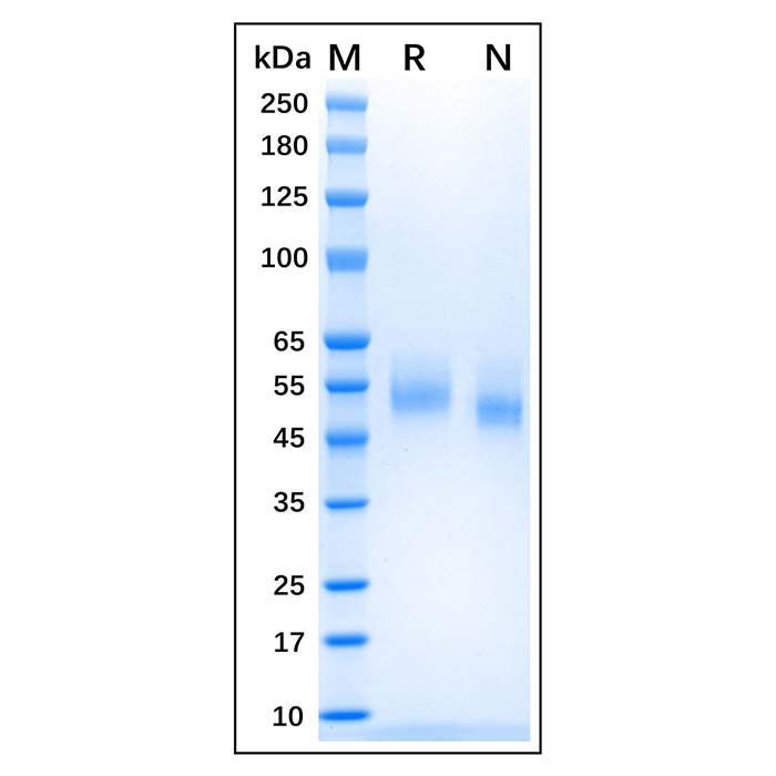 Recombinant Canine CD14 Protein -    by Aladdin Scientific