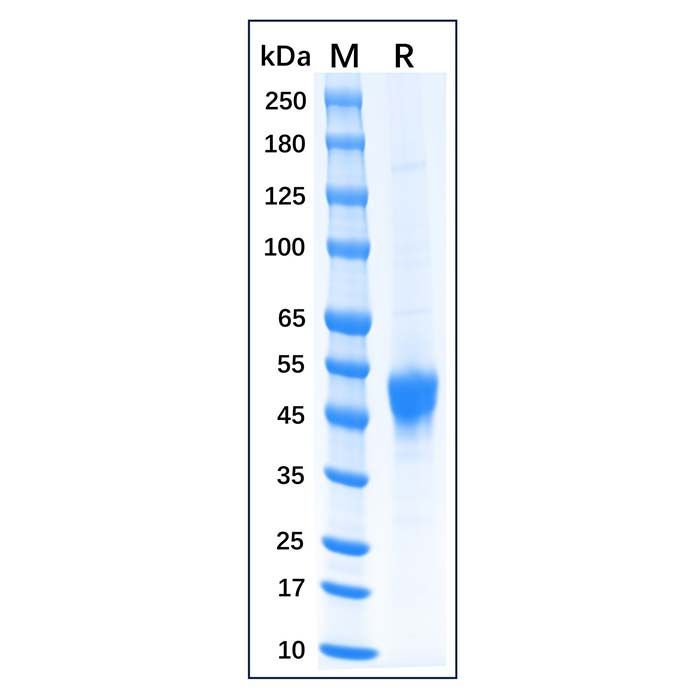 Recombinant Feline CD14 Protein -    by Aladdin Scientific