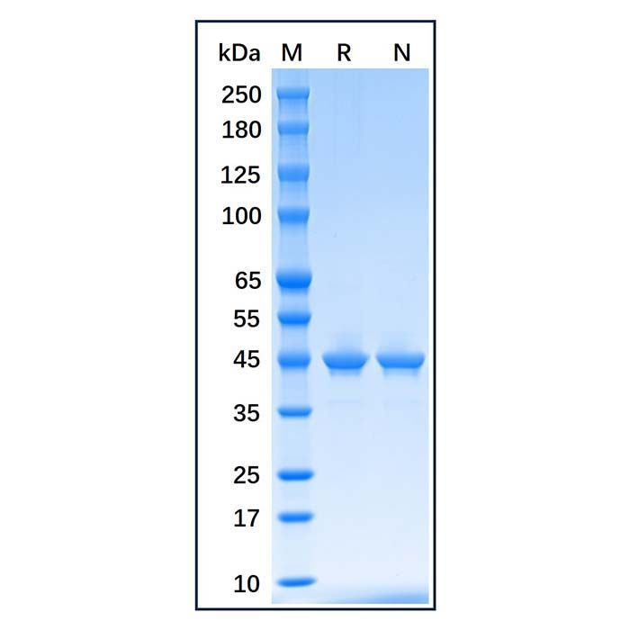 Recombinant E.coli Maltose Binding Protein -    by Aladdin Scientific