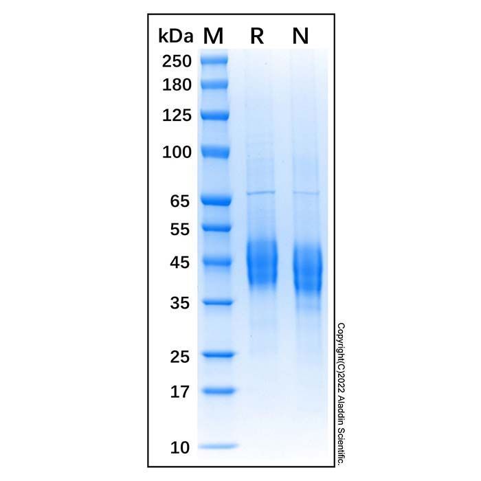 Recombinant Bovine CD4 Protein -    by Aladdin Scientific