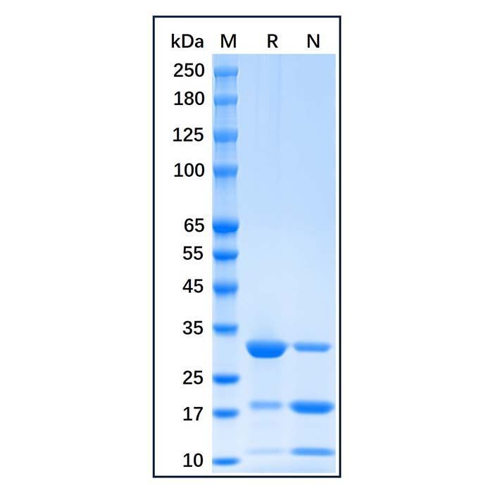 Recombinant mCherry Protein -    by Aladdin Scientific