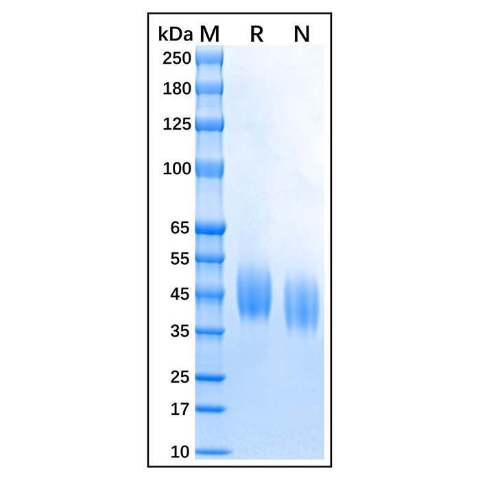 Recombinant Bovine CD64 Protein -    by Aladdin Scientific